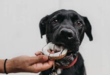 puppy biting brown toy while person grabbing it