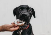 puppy biting brown toy while person grabbing it