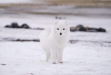 arctic fox