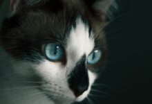 white and black cat with blue eyes
