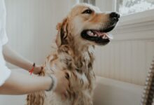 adult golden retriever taking a bath