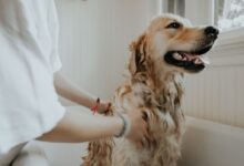 adult golden retriever taking a bath