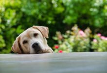 yellow Labrador retriever