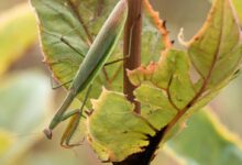 green praying mantis on green leaf