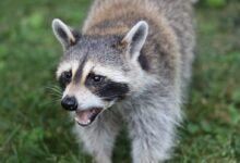 gray and white animal on green grass during daytime