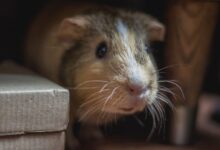selective closeup photo of brown guinea pig