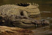 shallow focus photo of brown alligator