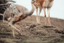 brown ostrich on brown soil during daytime