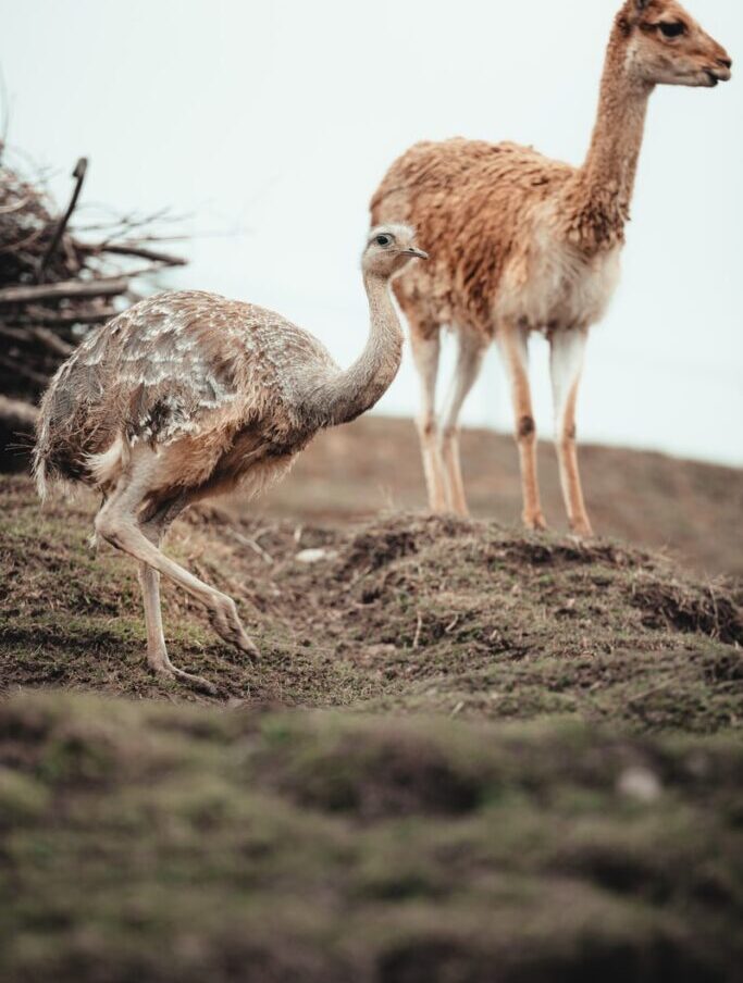 brown ostrich on brown soil during daytime