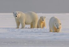 polar bear on snow covered ground during daytime