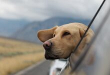 selective focus photography of Labrador in vehicle