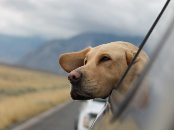 selective focus photography of Labrador in vehicle