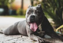 short-coated gray dog near green leafed plants