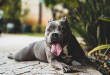 short-coated gray dog near green leafed plants