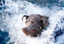 brown short coated dog in water