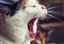 opened mouth cat