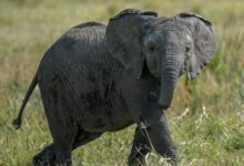 black elephant standing on grass