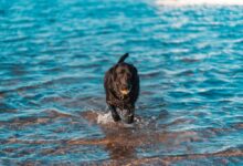black labrador retriever on water during daytime