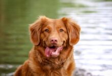 selective focus of brown dog near body of water