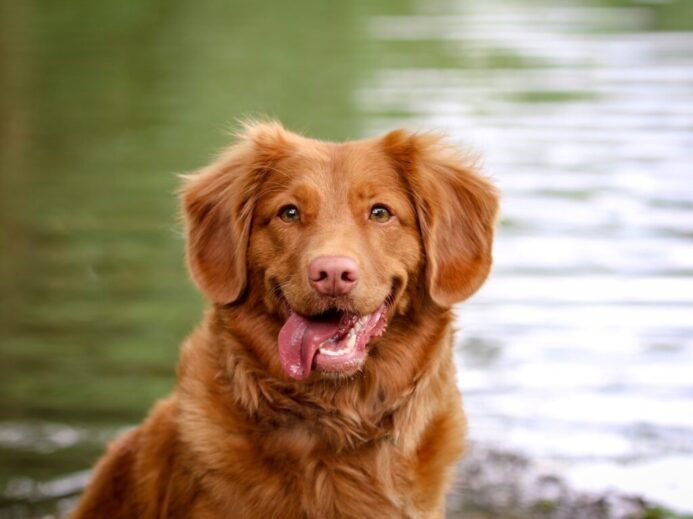 selective focus of brown dog near body of water
