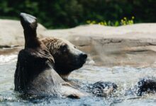 brown animal swimming on body of water