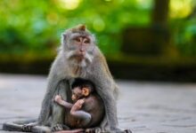 brown monkey sitting on gray concrete floor during daytime