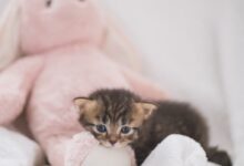 brown tabby kitten on pink textile