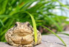 brown and black frog on gray concrete surface