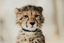 yellow and black cheetah