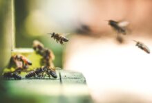 shallow focus photography of bees flew in mid air