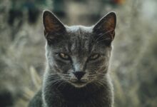 shallow focus photography of gray cat