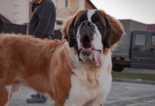 brown and white saint bernard