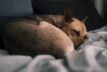 brown short coated dog lying on white and gray textile