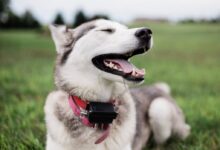 portrait of whtie and black Siberian husky puppy