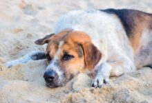 white and brown short coated dog lying on white sand during daytime