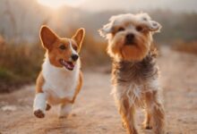 two brown and white dogs running dirt road during daytime