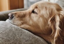 dog lying on brown fabric surface
