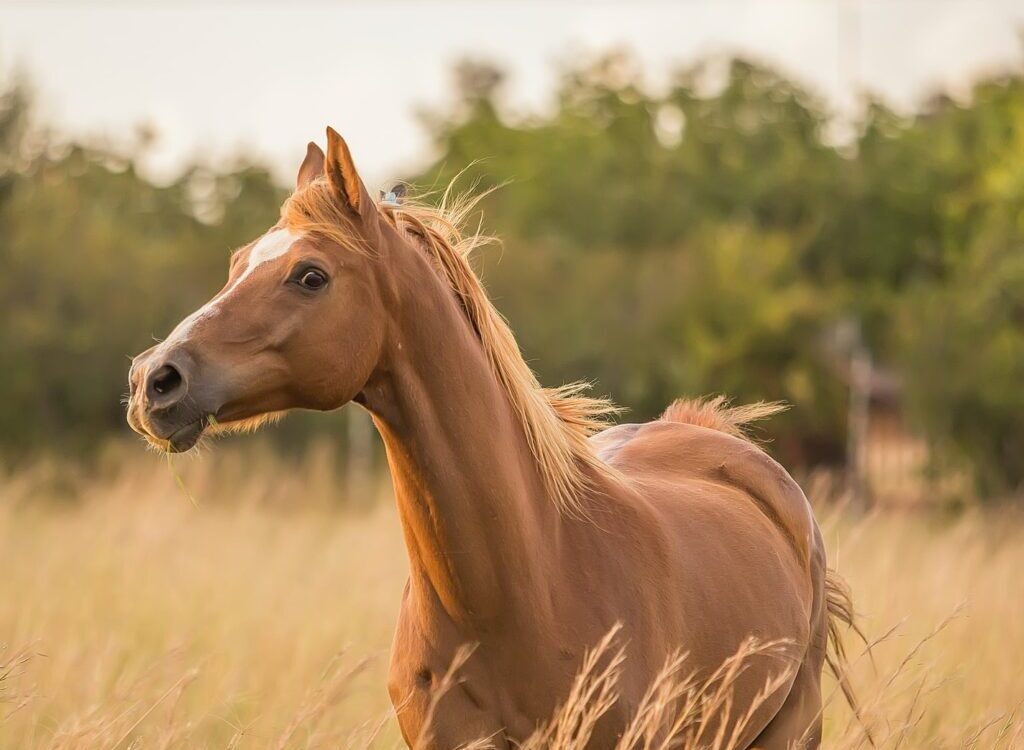 brown horse standing near grass