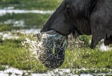 gray elephant drinking water during daytime