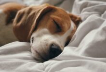 brown and white short coated dog lying on white textile