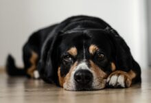 short-coated black and brown dog lying down on brown surface