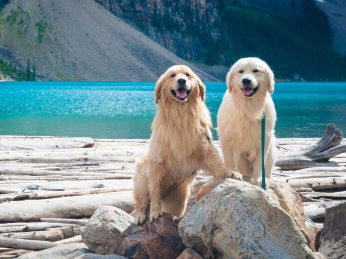 two adult golden and light golden retrievers on rock during day