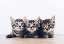 The Lucky Neko