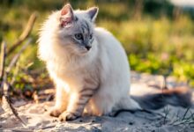 white cat on brown soil