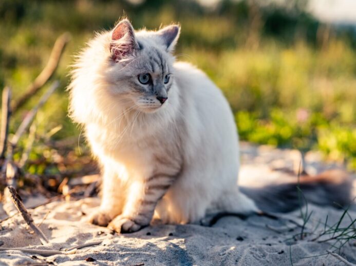 white cat on brown soil