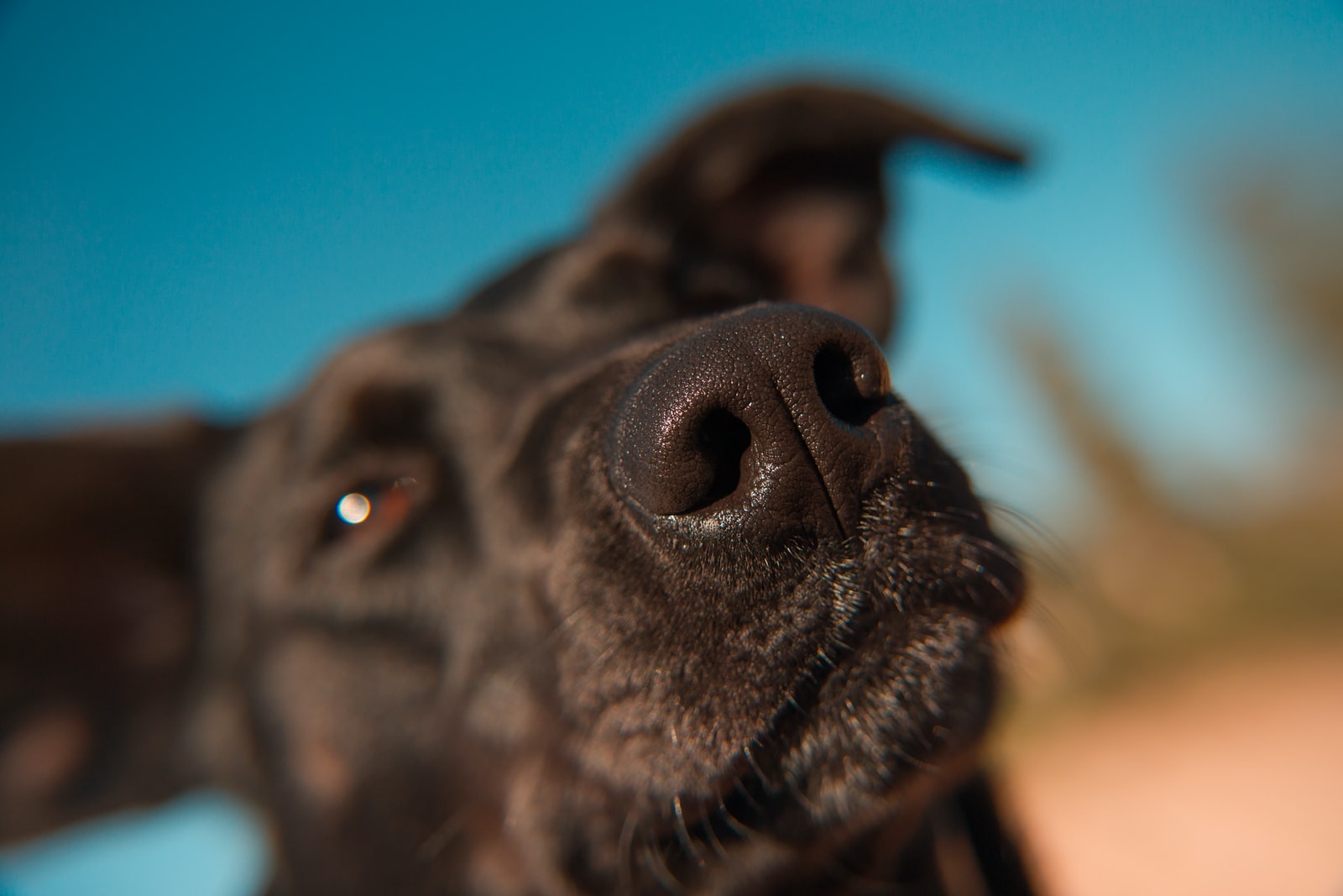 Patrick Hendry - NeposlušnéTlapky close-up of tan dog head