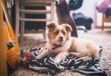 short-coated fawn and white puppy beside guitar inside room