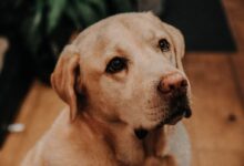 yellow labrador retriever sitting on floor