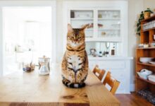 orange and white tabby cat sitting on brown wooden table in kitchen room