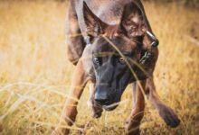 brown and black short coated dog on brown grass field during daytime